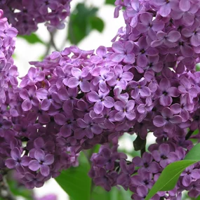 Lilac Blossom