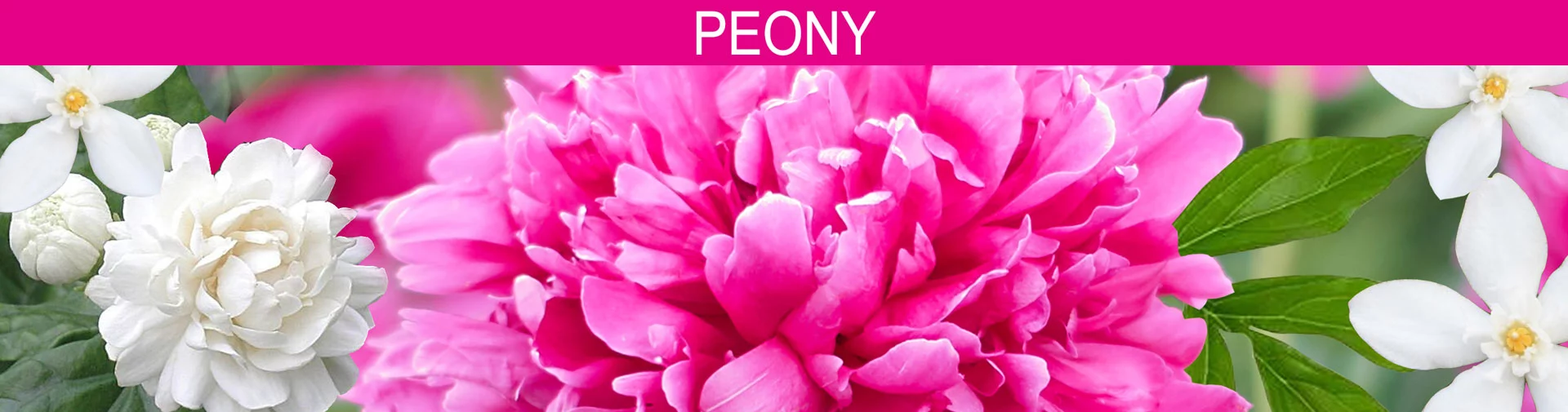 Banner image of flowers, Peony