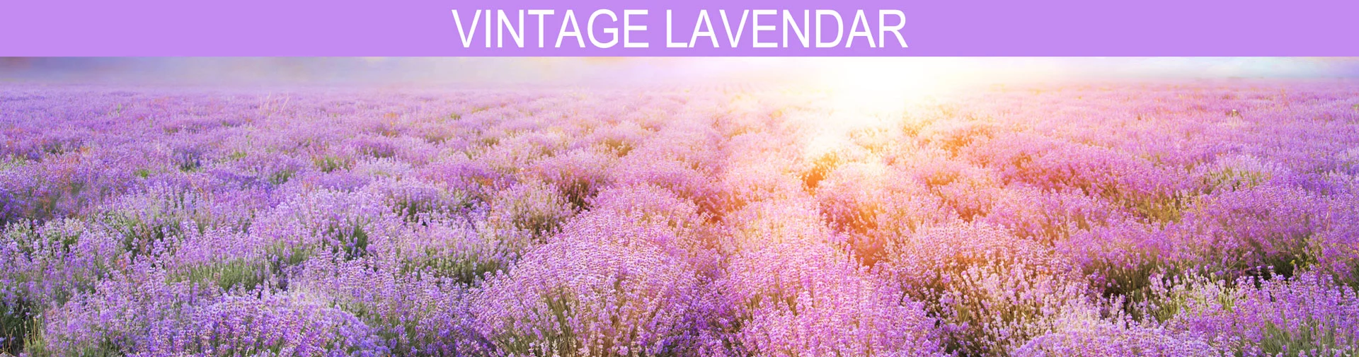 Banner image of Vintage Lavender, lavender, lime, rose, freesia, amber