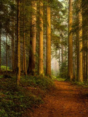 Northern Pine