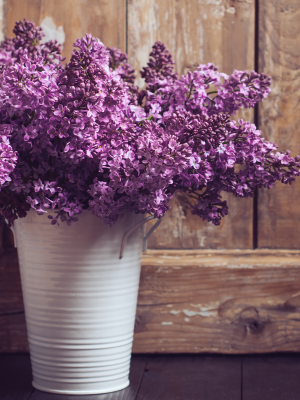 Lilac Blossom